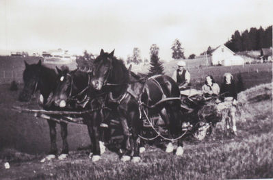 Jordbruk, selvbinder 1944
Selvbinder på husmannsplassen Haga under Buer. Eieren kjører. Trekkes av 3 hester
Nøkkelord: jordbruk;selvbinder;hester;husmann;plass;haga;buer;1944